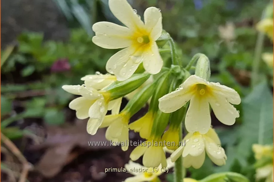 Primula elatior