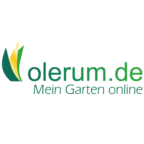 Tricyrtis 'Blue Wonder'