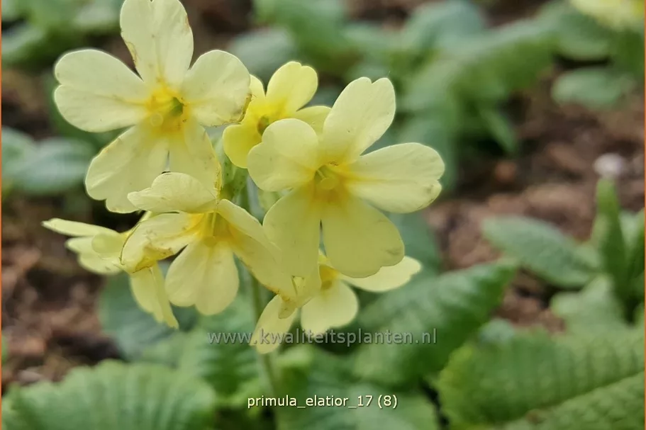 Primula elatior