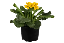 Primula elatior