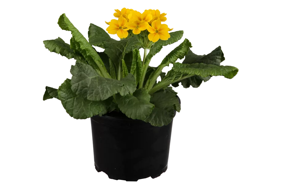 Primula elatior