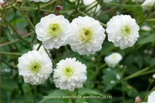 Ranunculus aconitifolius 'Pleniflorus'