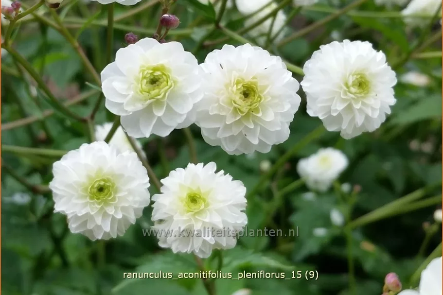 Ranunculus aconitifolius 'Pleniflorus'