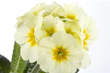 Primula elatior
