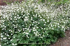 Ranunculus aconitifolius 'Pleniflorus'