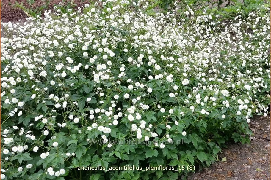 Ranunculus aconitifolius 'Pleniflorus'