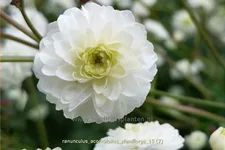 Ranunculus aconitifolius 'Pleniflorus'