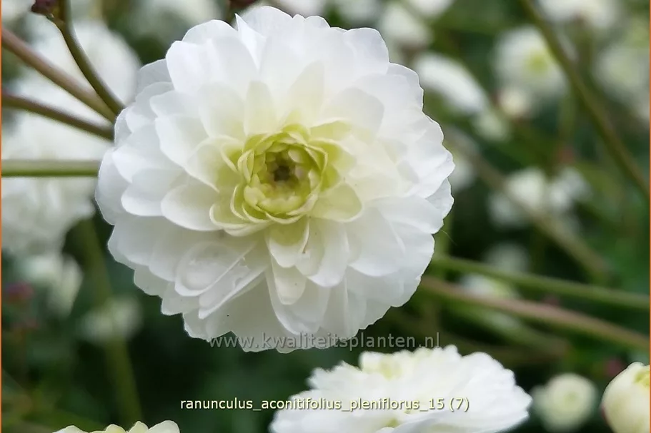 Ranunculus aconitifolius 'Pleniflorus'