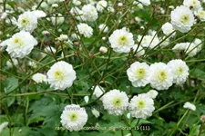 Ranunculus aconitifolius 'Pleniflorus'