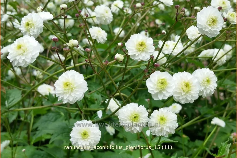 Ranunculus aconitifolius 'Pleniflorus'