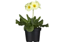 Primula elatior