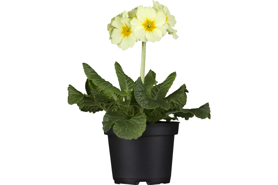 Primula elatior