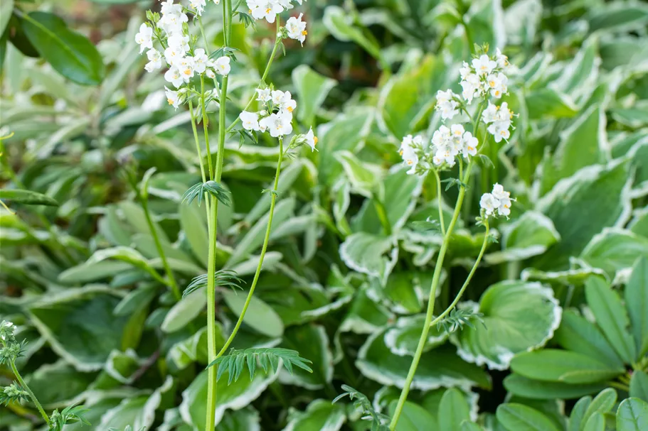 Polemonium caeruleum 'Album'