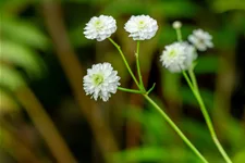 Ranunculus aconitifolius 'Pleniflorus'