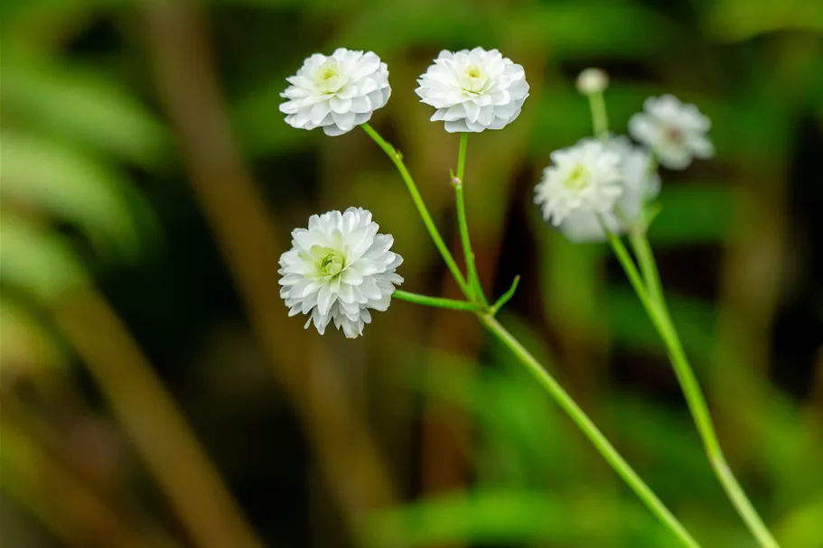Ranunculus aconitifolius 'Pleniflorus'