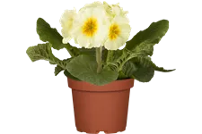 Primula elatior