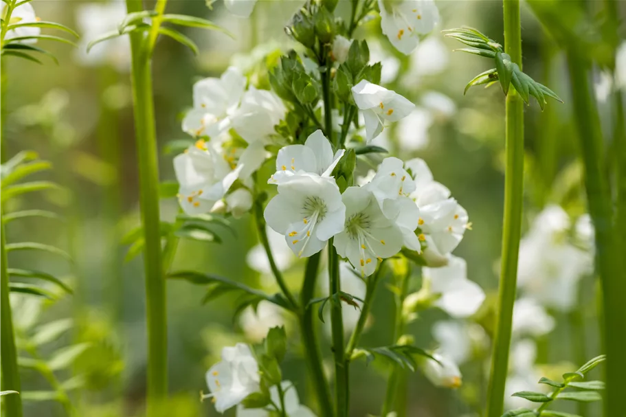Polemonium caeruleum 'Album'