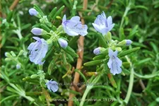 Rosmarinus officinalis 'Prostratus'