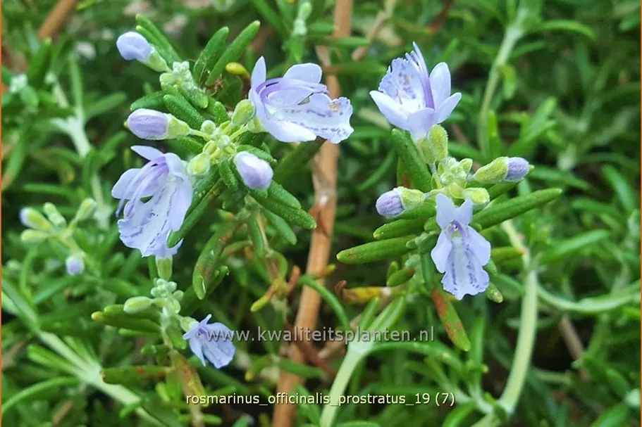 Rosmarinus officinalis 'Prostratus'