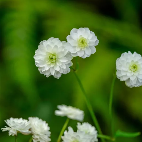 Ranunculus aconitifolius 'Pleniflorus'
