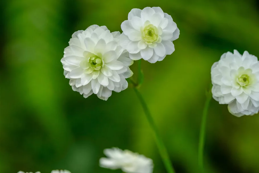 Ranunculus aconitifolius 'Pleniflorus'