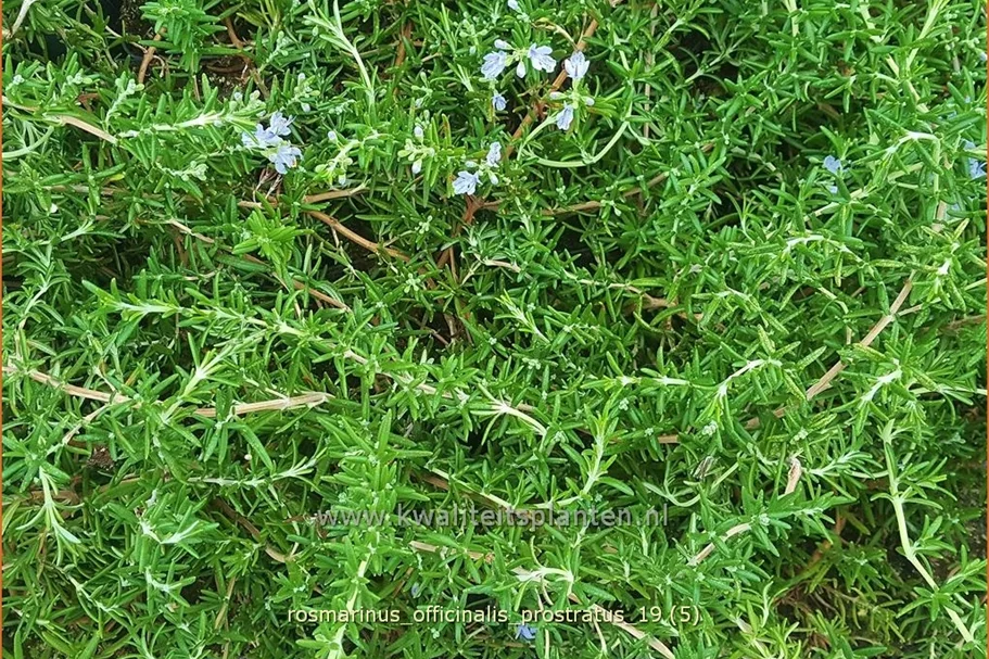 Rosmarinus officinalis 'Prostratus'