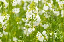 Polemonium caeruleum 'Album'
