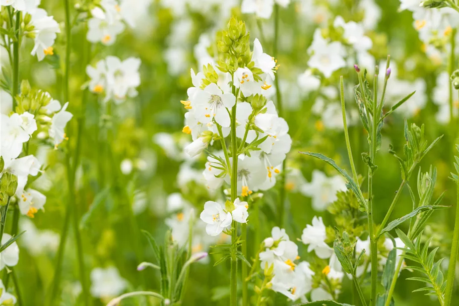 Polemonium caeruleum 'Album'