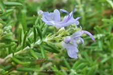 Rosmarinus officinalis 'Prostratus'