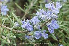 Rosmarinus officinalis 'Prostratus'