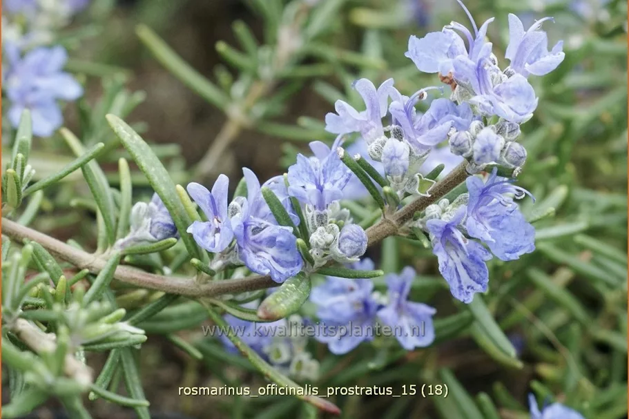 Rosmarinus officinalis 'Prostratus'