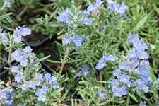 Rosmarinus officinalis 'Prostratus'