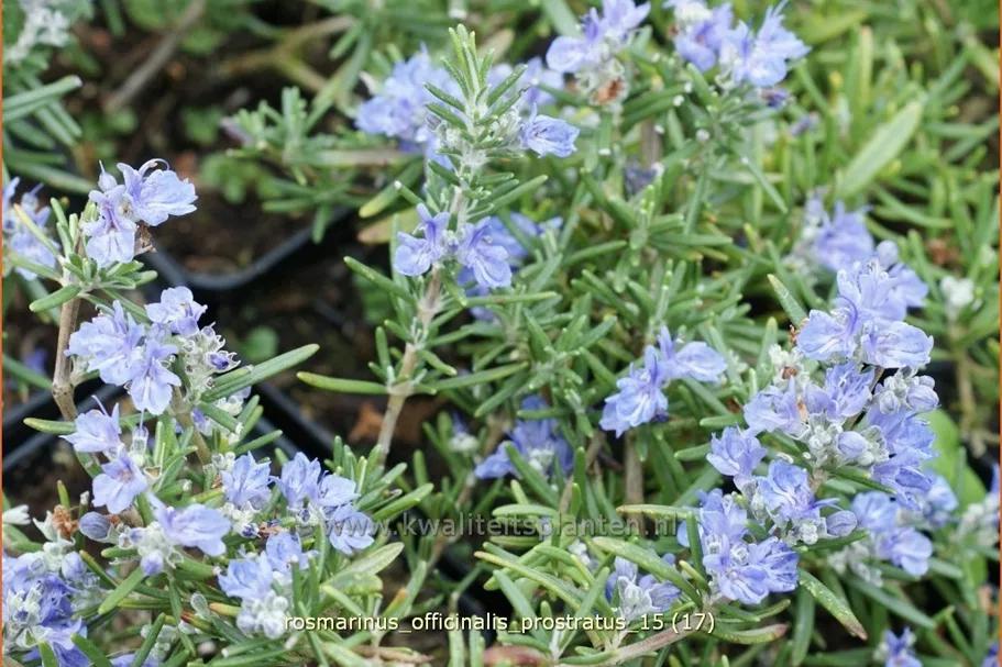 Rosmarinus officinalis 'Prostratus'