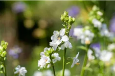 Polemonium caeruleum 'Album'