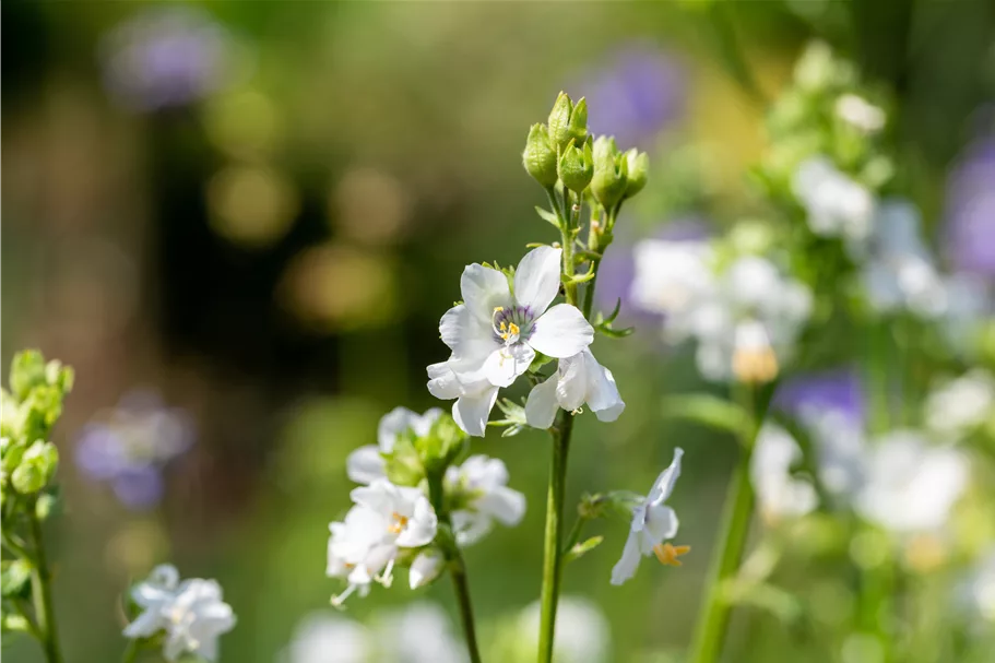 Polemonium caeruleum 'Album'