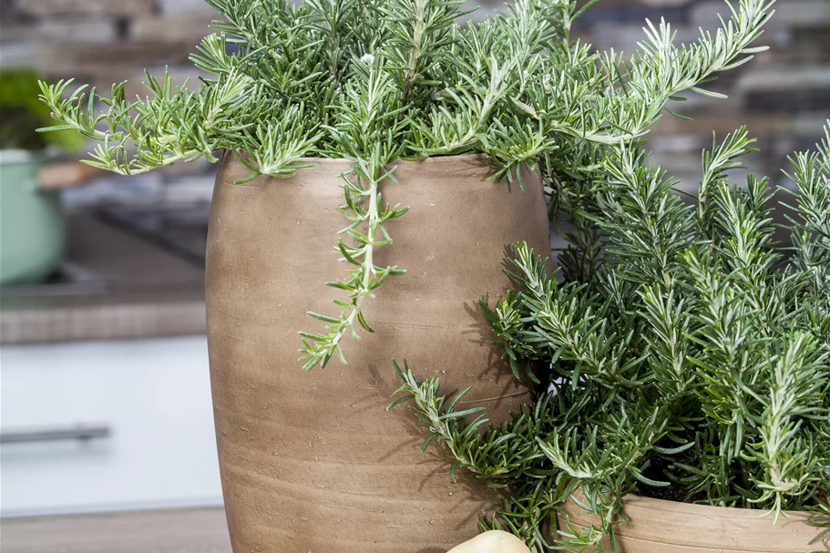 Rosmarinus officinalis 'Prostratus'