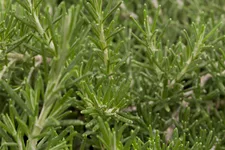 Rosmarinus officinalis 'Prostratus'