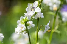 Polemonium caeruleum 'Album'