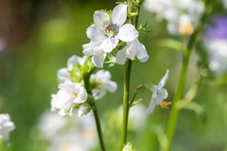 Polemonium caeruleum 'Album'
