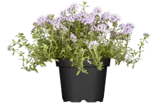 Rosmarinus officinalis 'Prostratus'