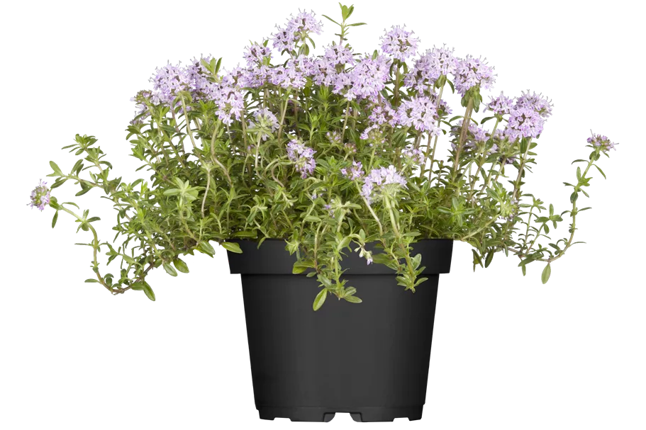 Rosmarinus officinalis 'Prostratus'