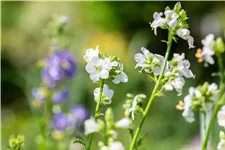 Polemonium caeruleum 'Album'