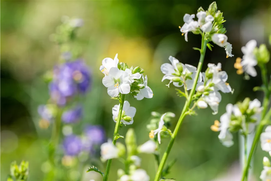 Polemonium caeruleum 'Album'