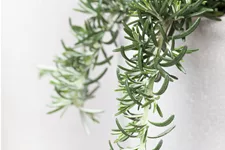 Rosmarinus officinalis 'Prostratus'