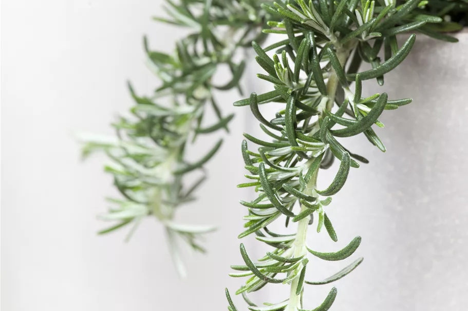 Rosmarinus officinalis 'Prostratus'