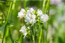 Polemonium caeruleum 'Album'