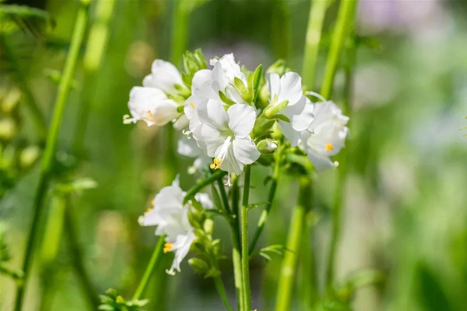 Polemonium caeruleum 'Album'