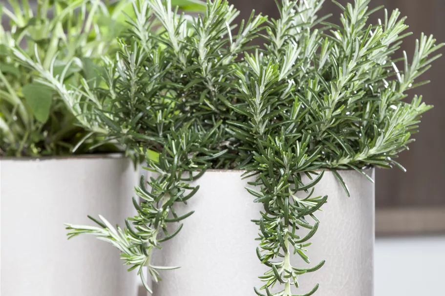 Rosmarinus officinalis 'Prostratus'