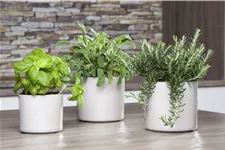 Rosmarinus officinalis 'Prostratus'