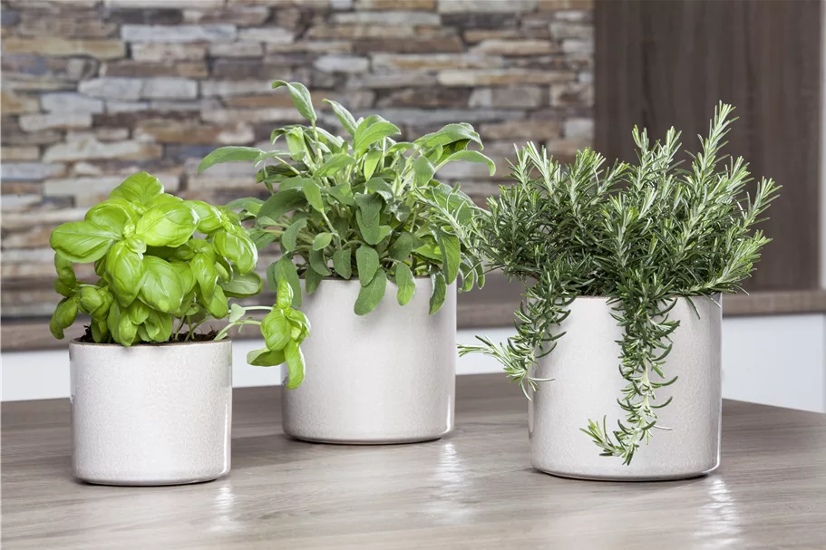 Rosmarinus officinalis 'Prostratus'